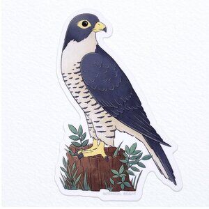 3 for‎ $15 - Falcon Bird Sticker - Waterproof Vinyl